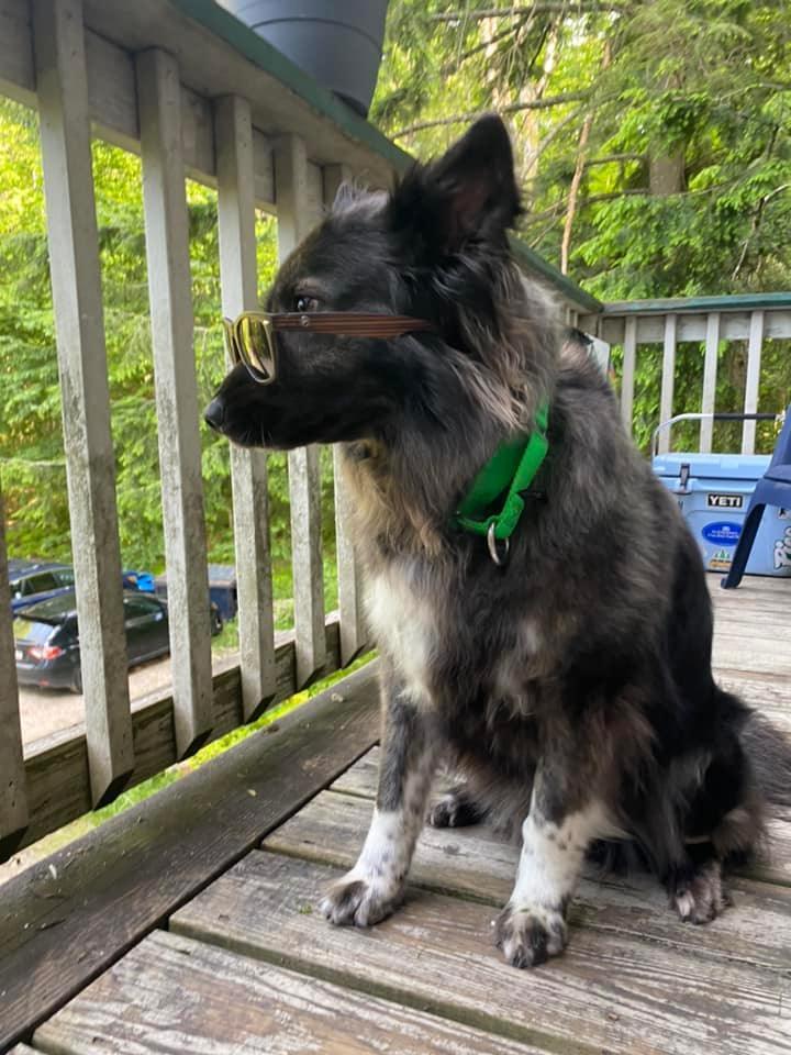 can a border collie and a keeshond be friends