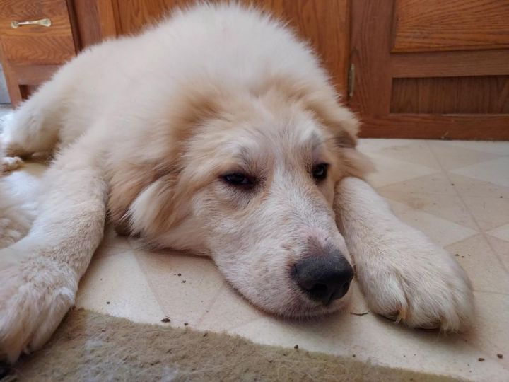 Sampson 3