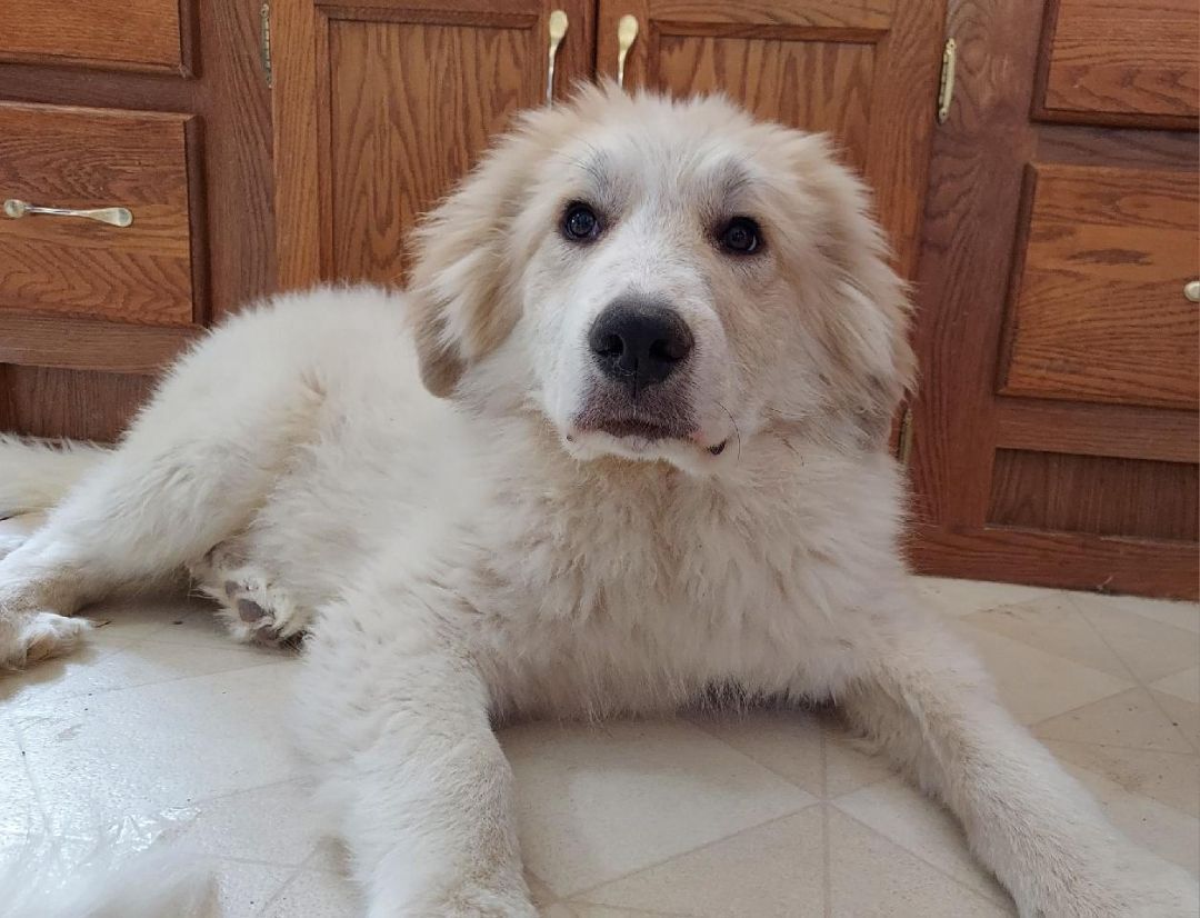 Sampson, an adoptable Great Pyrenees in GUERNSEY, WY, 82214 | Photo Image 4