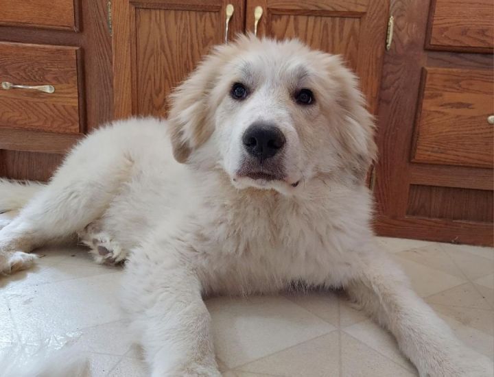 Sampson, an adoptable Great Pyrenees in GUERNSEY, WY_image-1