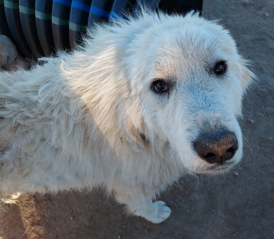 Sampson, an adoptable Great Pyrenees in GUERNSEY, WY, 82214 | Photo Image 1
