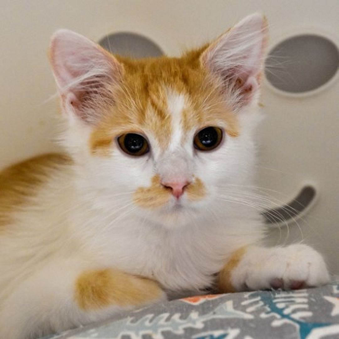 Radio Gaga (and Rhapsody), an adoptable Turkish Angora in Santa Fe, NM, 87501 | Photo Image 2