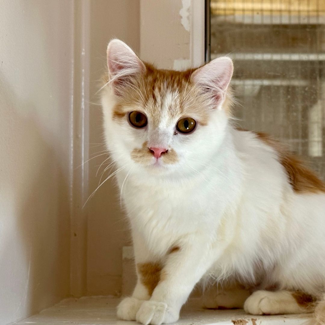 Radio Gaga (and Rhapsody), an adoptable Turkish Angora in Santa Fe, NM, 87501 | Photo Image 1