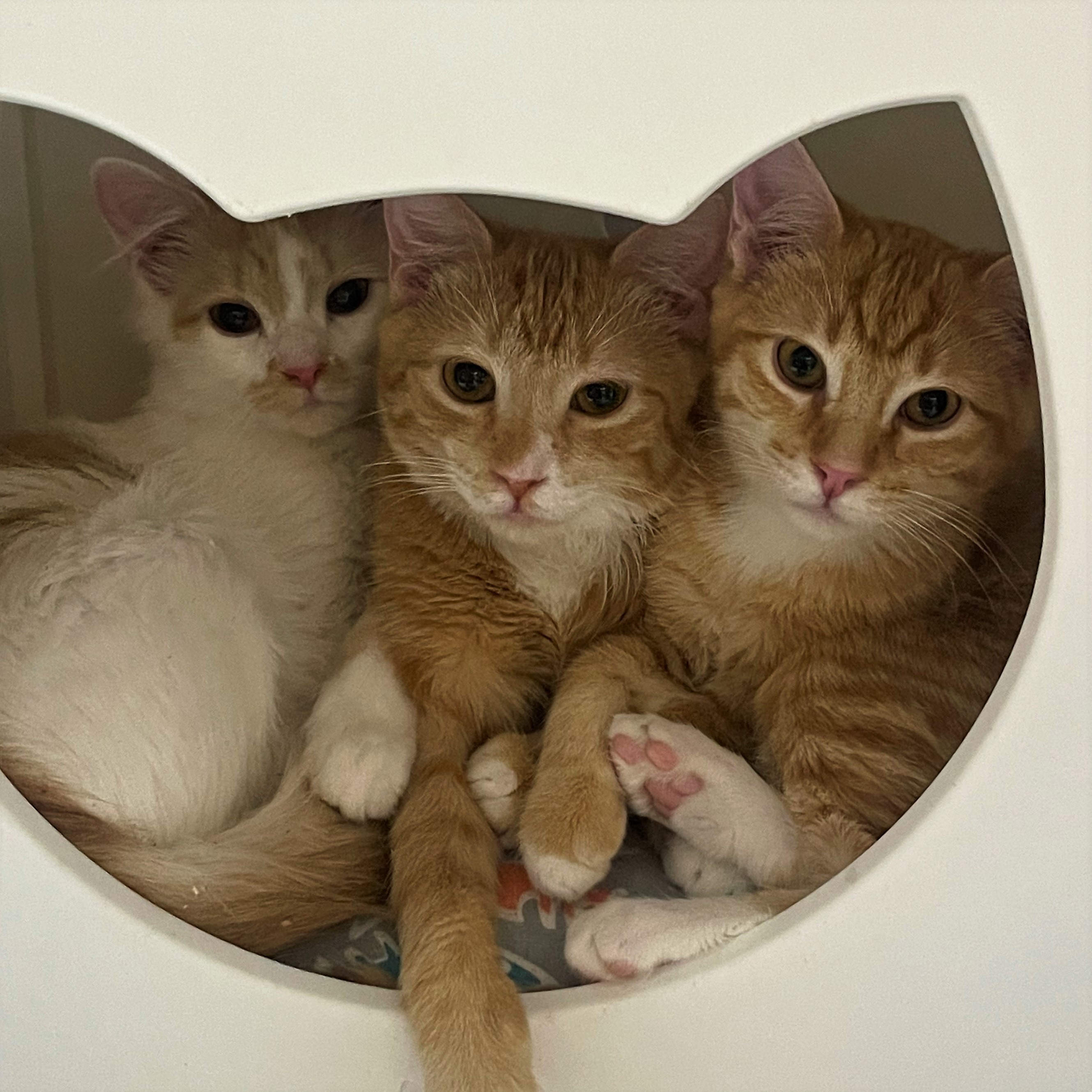 Radio Gaga (and Rhapsody), an adoptable Turkish Angora in Santa Fe, NM, 87501 | Photo Image 3