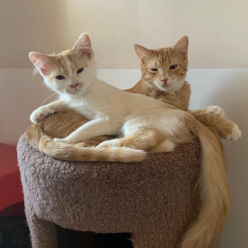 Radio Gaga (and Rhapsody), an adoptable Turkish Angora in Santa Fe, NM, 87501 | Photo Image 4