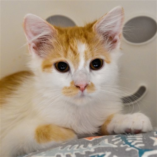 Radio Gaga (and Rhapsody), an adoptable Turkish Angora in Santa Fe, NM, 87501 | Photo Image 5