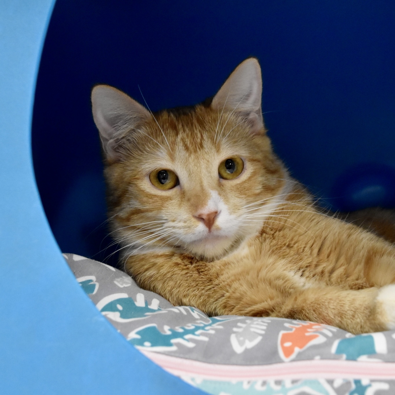 Rhapsody (and Radio Gaga), an adoptable Domestic Short Hair in Santa Fe, NM, 87501 | Photo Image 1