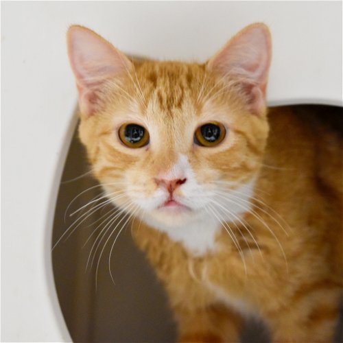 Rhapsody, an adoptable Domestic Short Hair in Santa Fe, NM, 87501 | Photo Image 2