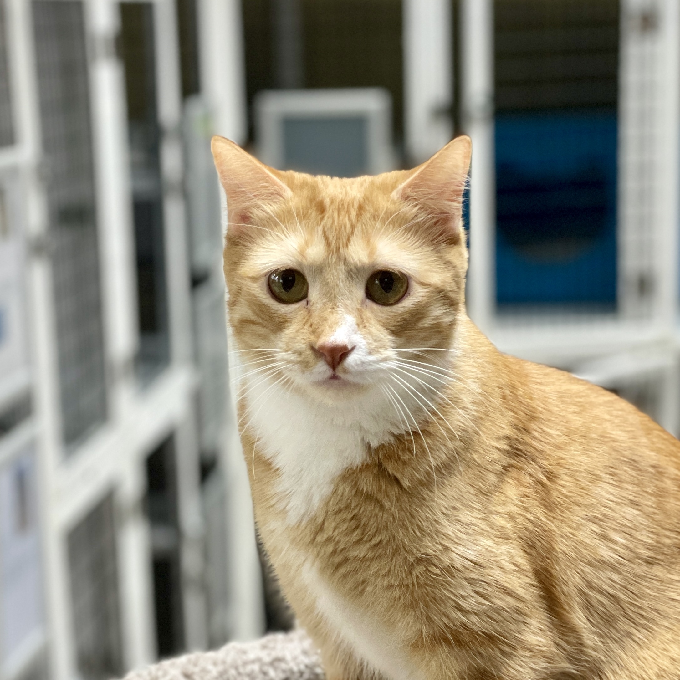 Rhapsody (and Radio Gaga), an adoptable Domestic Short Hair in Santa Fe, NM, 87501 | Photo Image 3