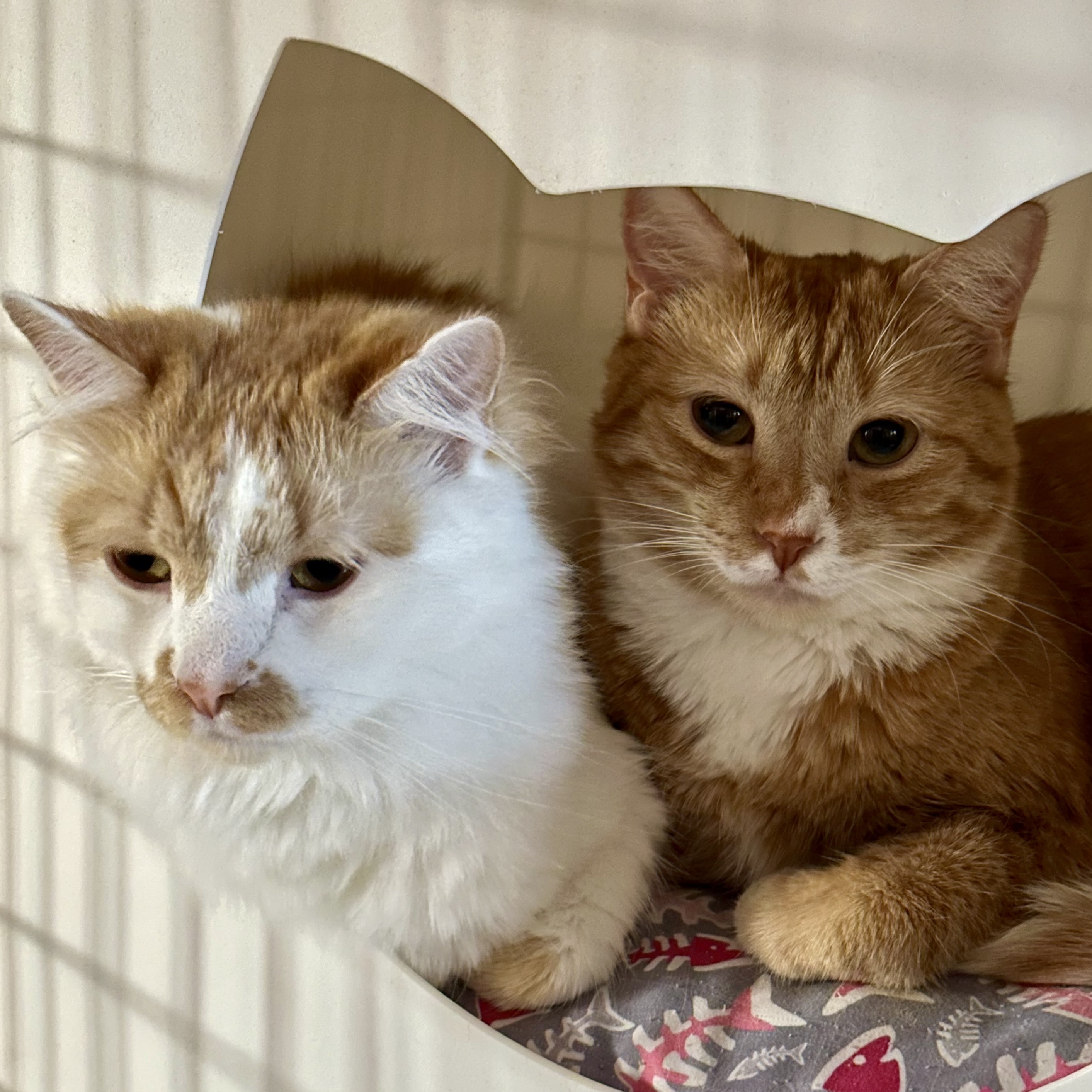 Rhapsody (and Radio Gaga), an adoptable Domestic Short Hair in Santa Fe, NM, 87501 | Photo Image 4