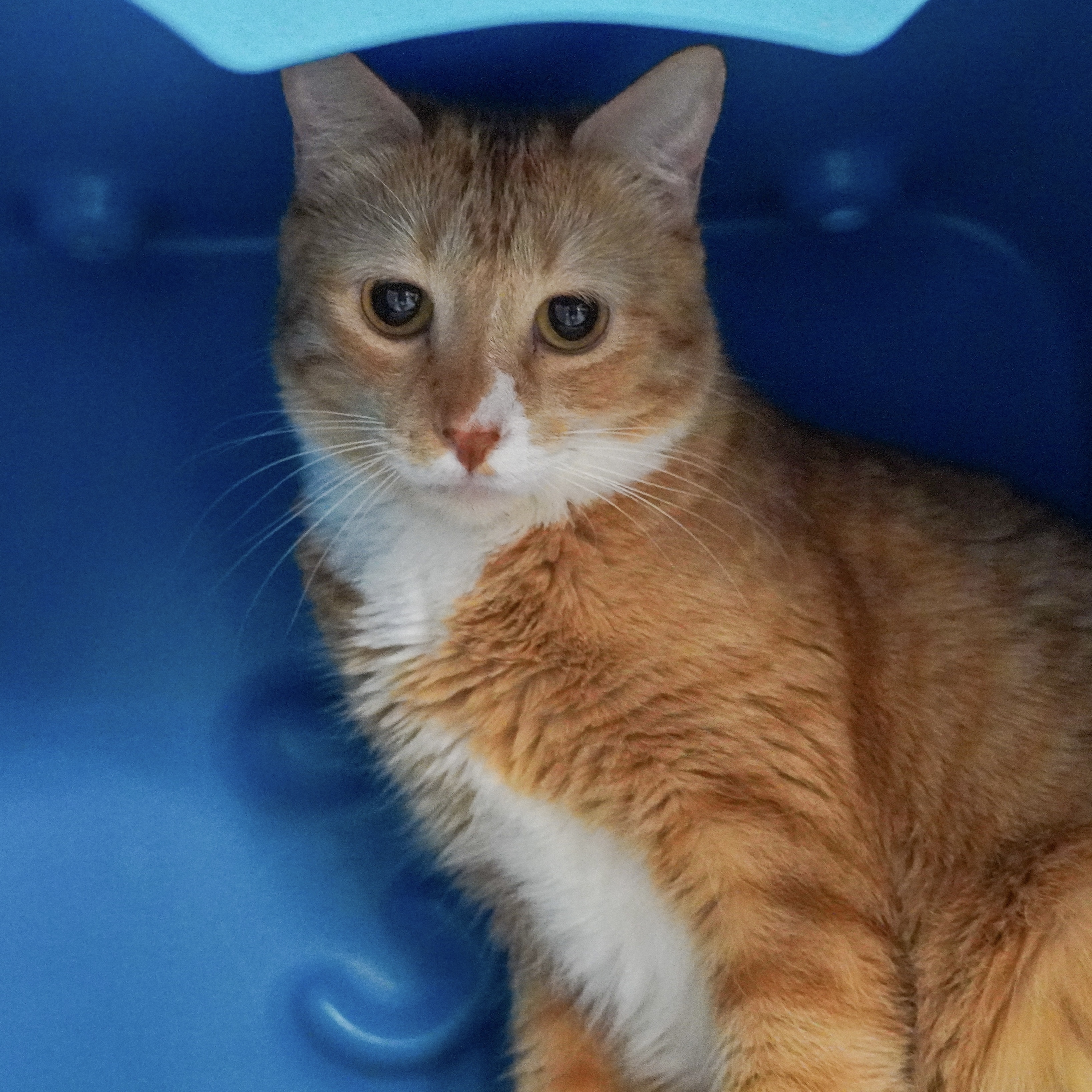 Rhapsody, an adoptable Domestic Short Hair in Santa Fe, NM, 87501 | Photo Image 5