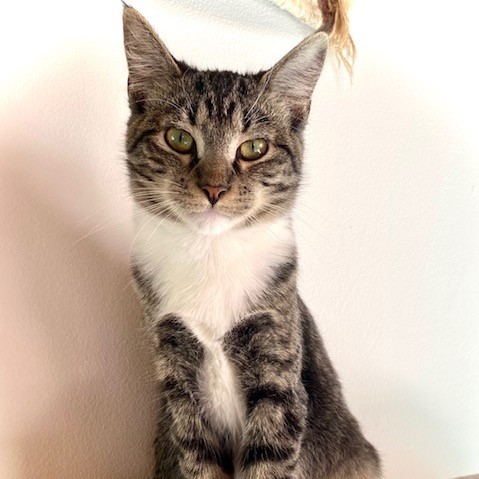 Shiloh, an adoptable Domestic Short Hair in Santa Fe, NM, 87501 | Photo Image 1