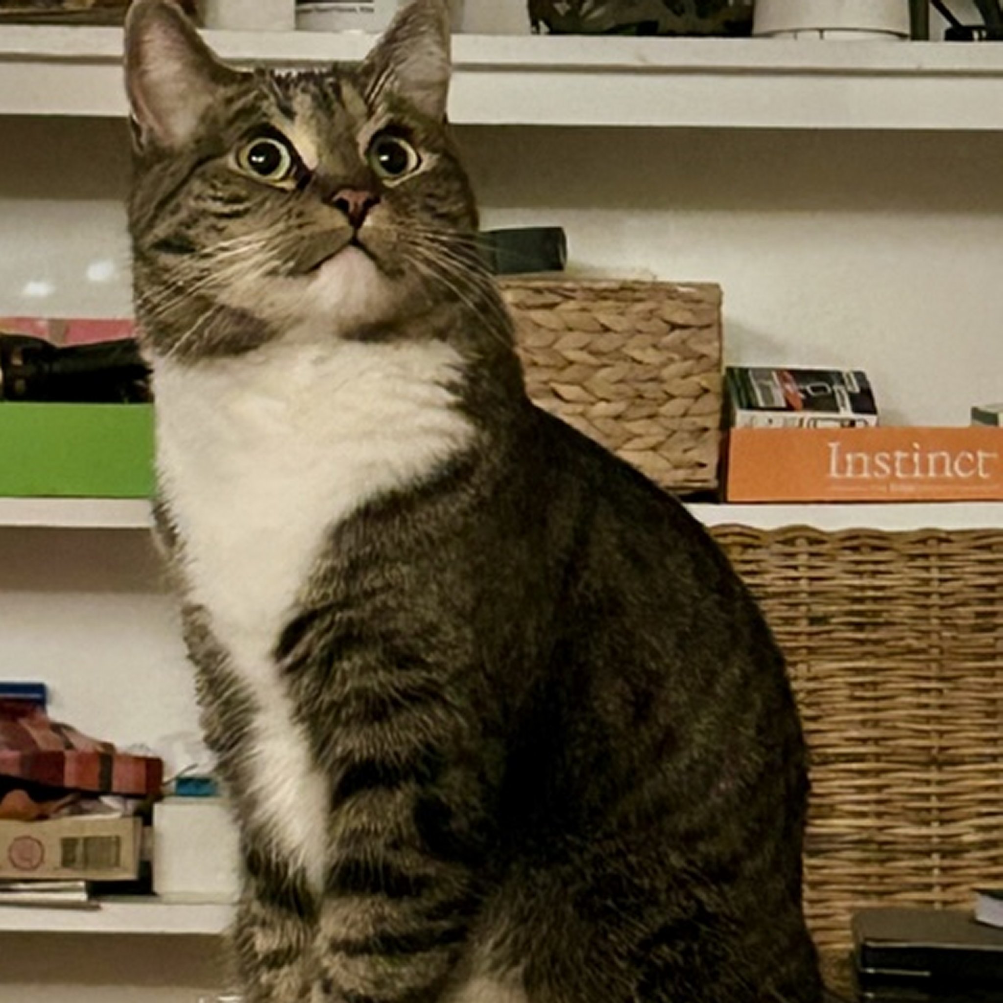 Shiloh, an adoptable Domestic Short Hair in Santa Fe, NM, 87501 | Photo Image 1