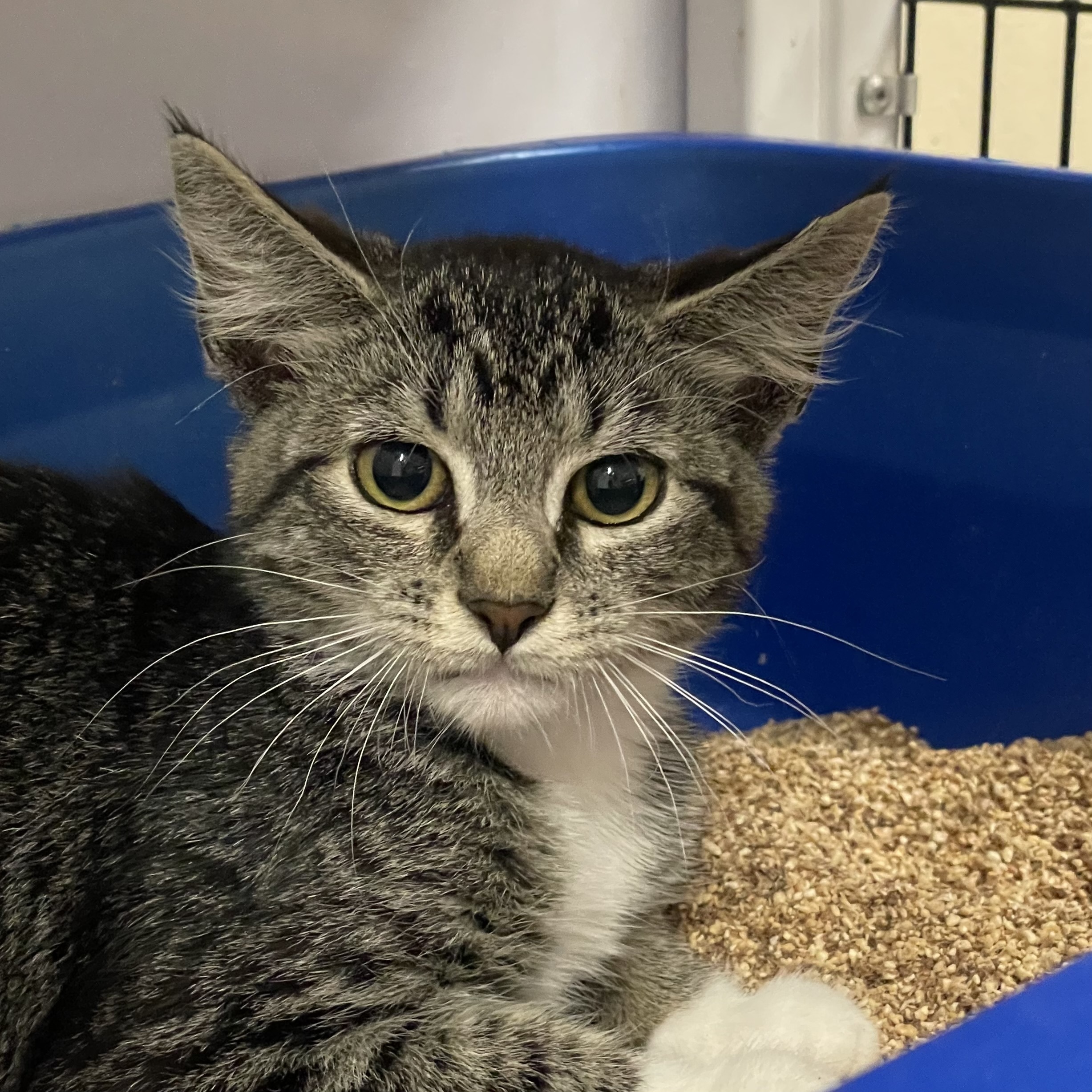 Shiloh, an adoptable Domestic Short Hair in Santa Fe, NM, 87501 | Photo Image 4