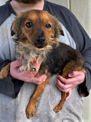 Drago, an adoptable Fox Terrier & Yorkshire Terrier Mix in Chico, CA_image-3