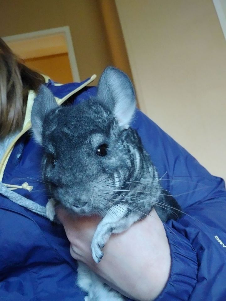 Espresso, an adoptable Chinchilla in Raleigh, NC_image-2