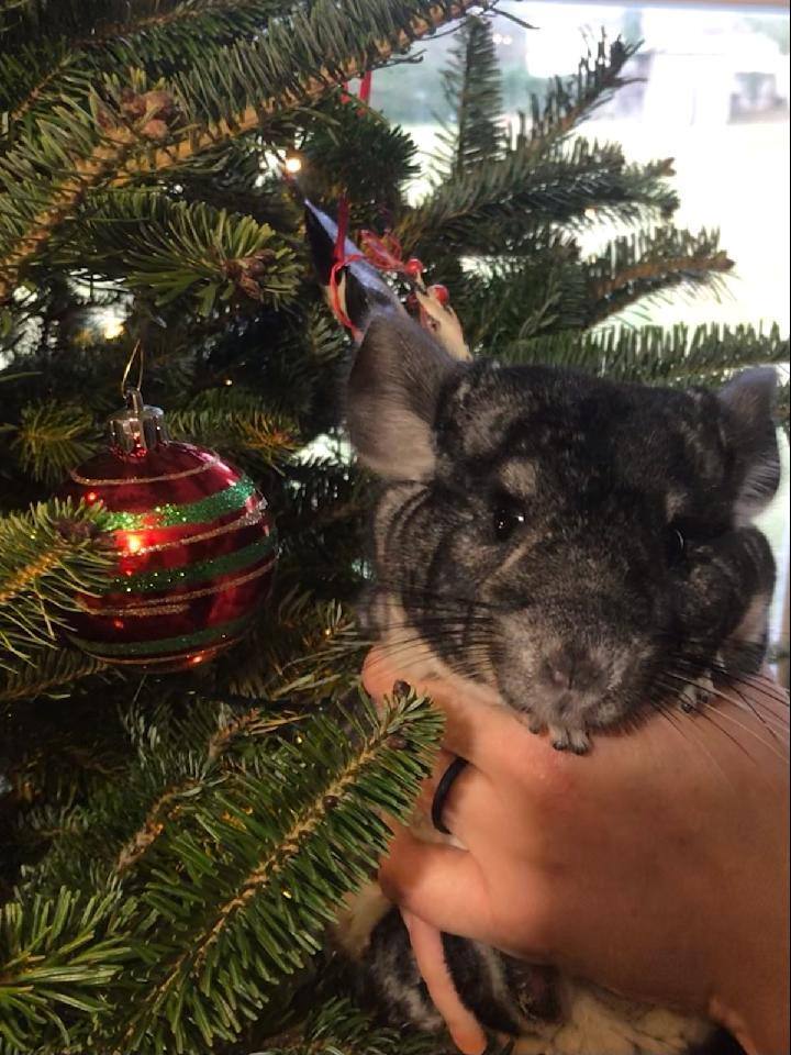 Espresso, an adoptable Chinchilla in Raleigh, NC_image-4