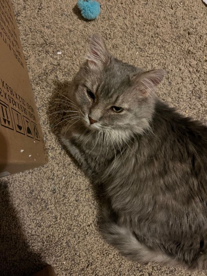 Gracie