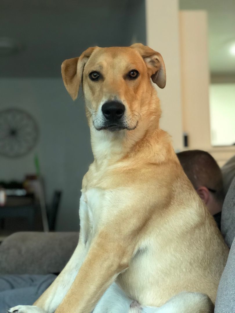 Nash, an adoptable Labrador Retriever in Billerica, MA, 01821 | Photo Image 4