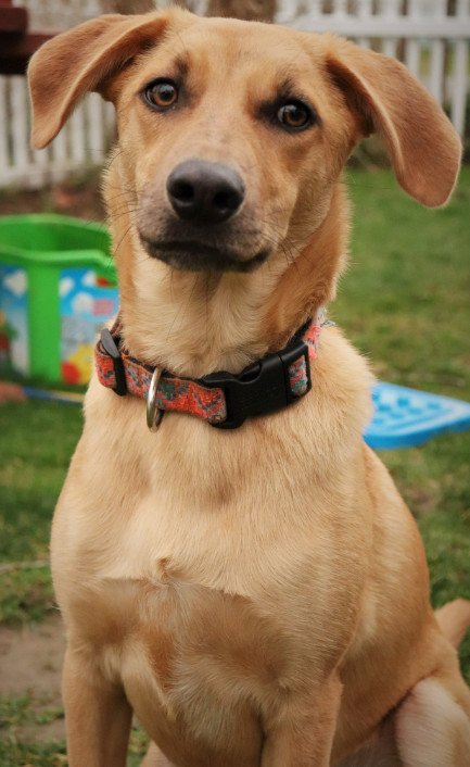 Izzy - Loyal Friend with a Beautiful Heart, an adoptable Labrador Retriever Mix in Seattle, WA_image-2