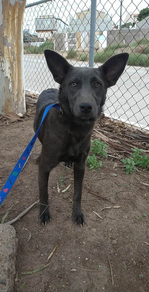 Tonka, an adoptable German Shepherd Dog Mix in Escondido, CA_image-1