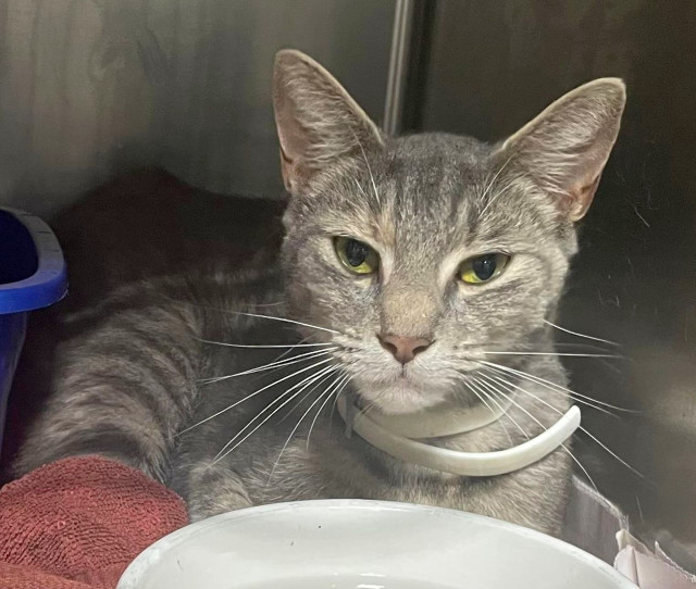 SARAH, an adoptable Domestic Short Hair in Powder Springs, GA, 30127 | Photo Image 1