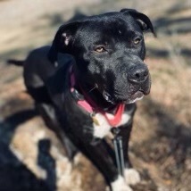 Bessie , an adoptable American Staffordshire Terrier Mix in Sonora, CA_image-2