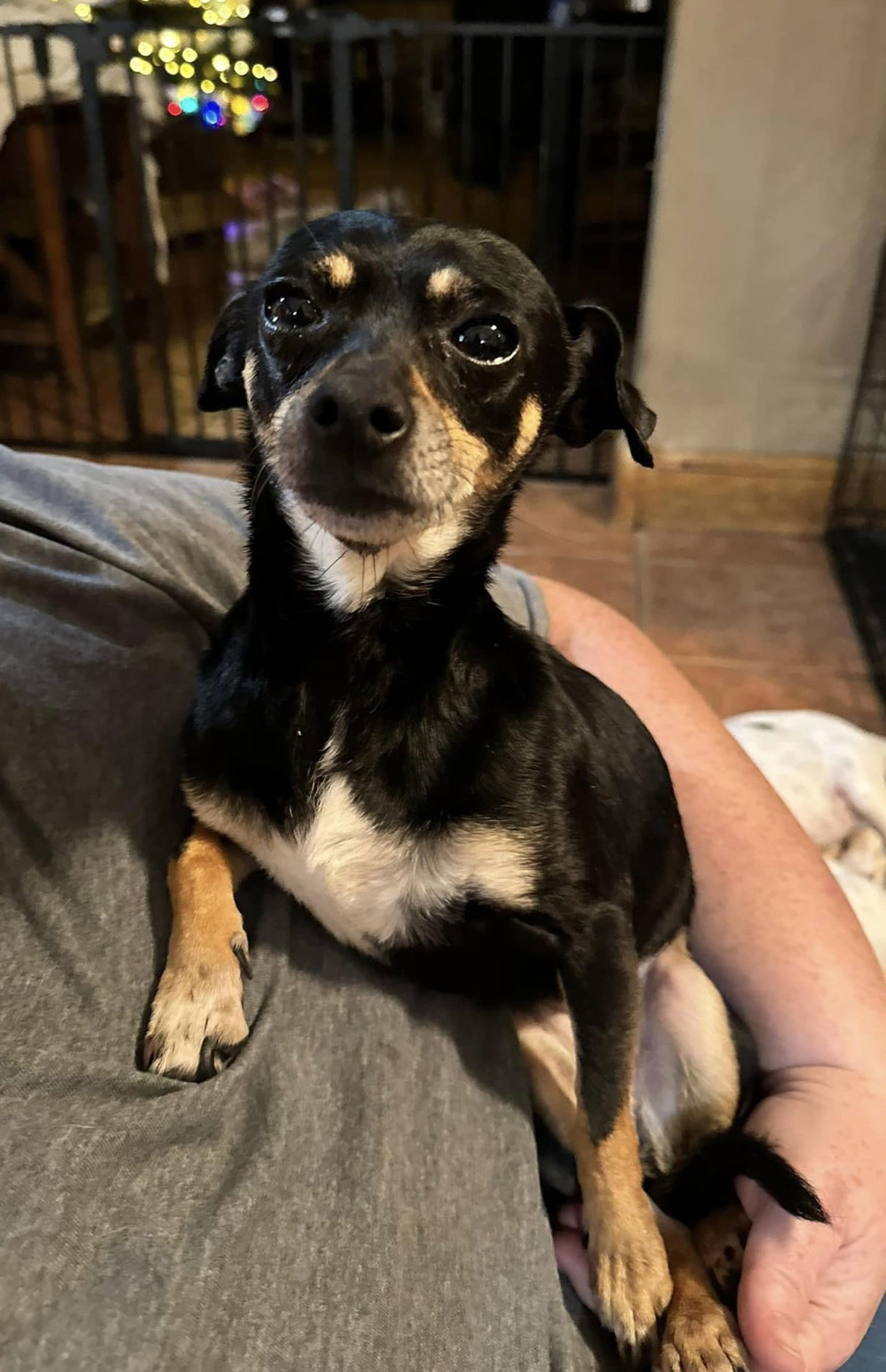 Pretty Girl, an adoptable Chihuahua in Ashville, OH, 43103 | Photo Image 1