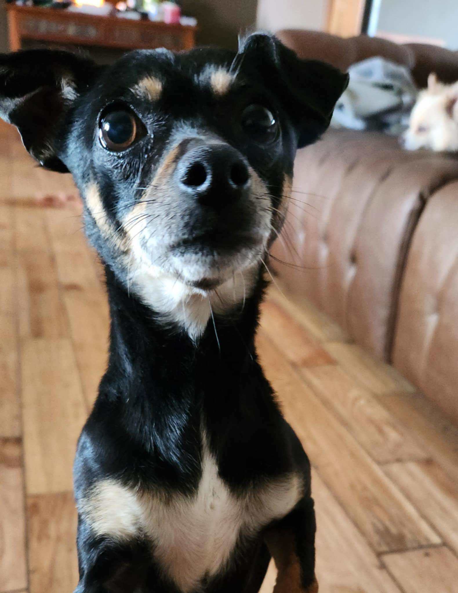 Pretty Girl, an adoptable Chihuahua in Ashville, OH, 43103 | Photo Image 1