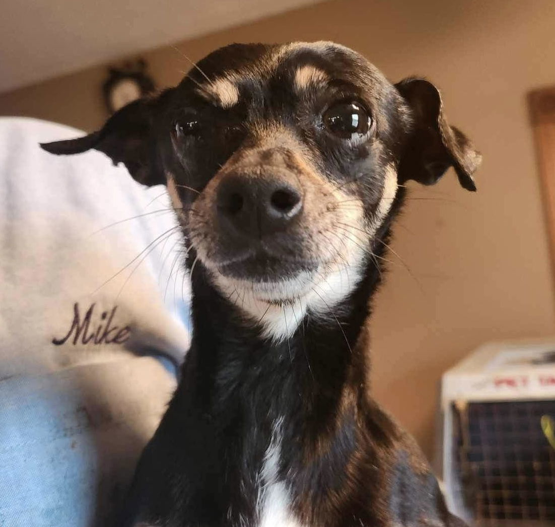 Pretty Girl, an adoptable Chihuahua in Ashville, OH, 43103 | Photo Image 3