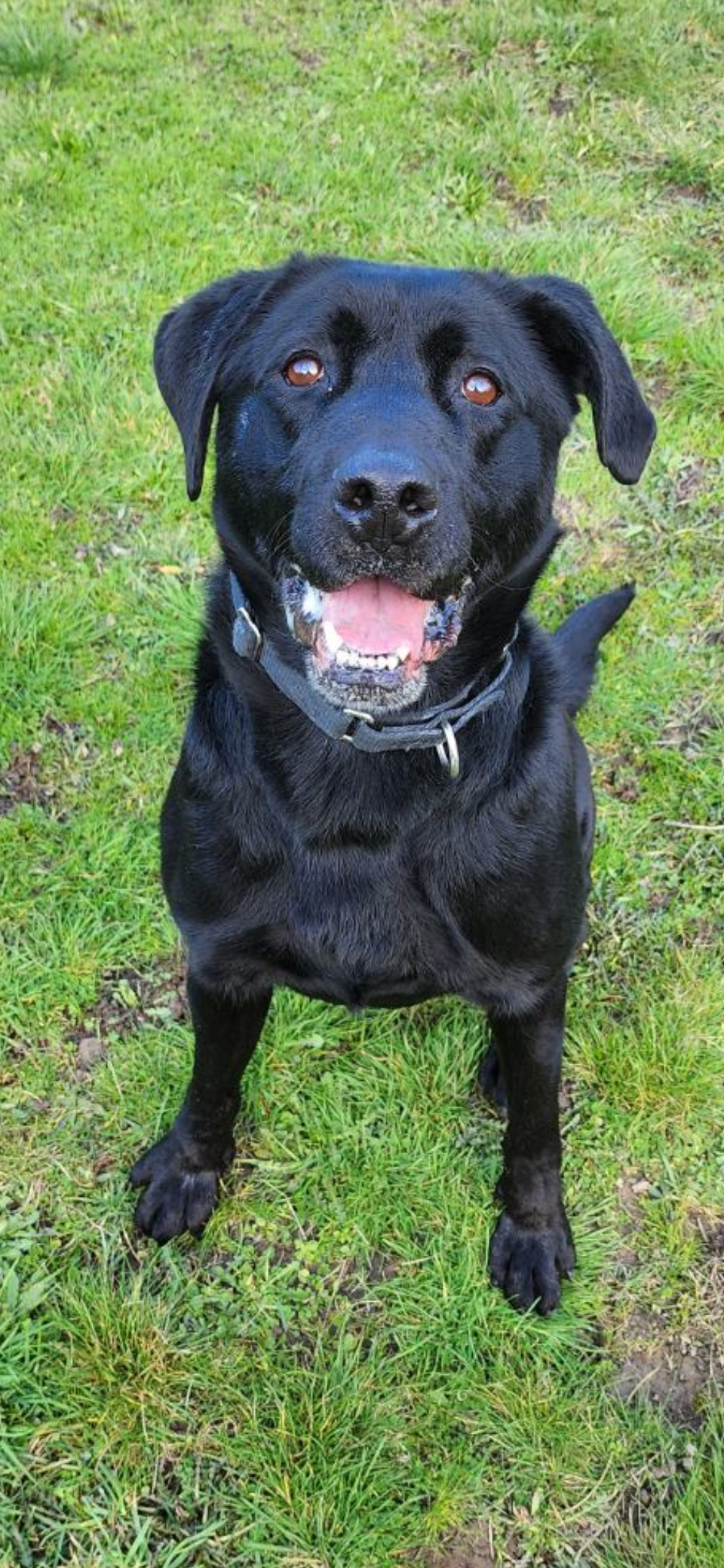 Buddy (Black Lab), an adoptable Black Labrador Retriever in Port Angeles, WA, 98363 | Photo Image 2