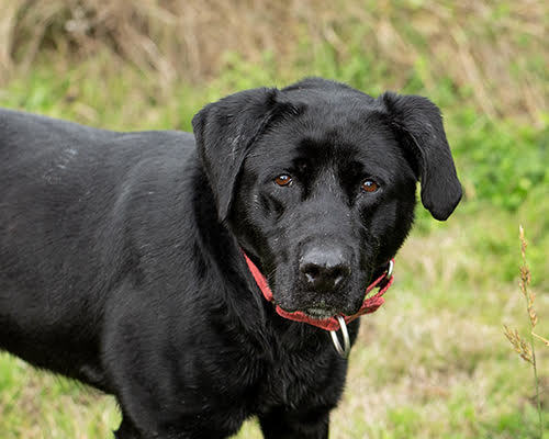 Buddy (Black Lab), an adoptable Black Labrador Retriever in Port Angeles, WA, 98363 | Photo Image 3