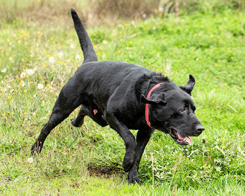 Buddy (Black Lab), an adoptable Black Labrador Retriever in Port Angeles, WA, 98363 | Photo Image 4