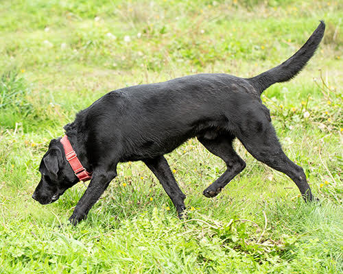 Buddy (Black Lab), an adoptable Black Labrador Retriever in Port Angeles, WA, 98363 | Photo Image 1