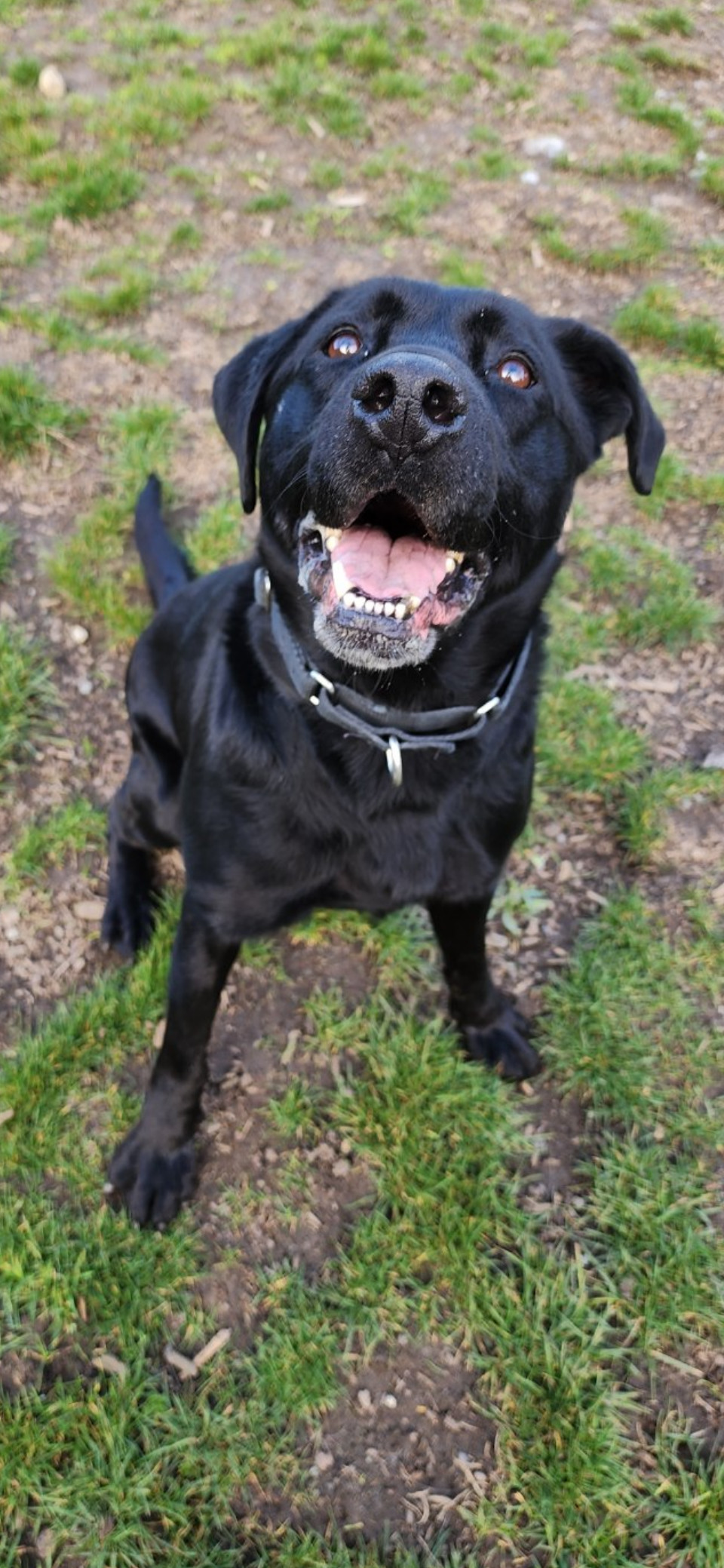 Buddy (Black Lab), an adoptable Black Labrador Retriever in Port Angeles, WA, 98363 | Photo Image 5