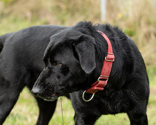 Buddy (Black Lab), an adoptable Black Labrador Retriever in Port Angeles, WA, 98363 | Photo Image 6