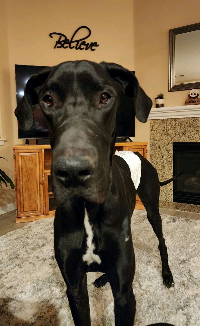 Scott, an adoptable Great Dane in Reno, NV, 89704 | Photo Image 1