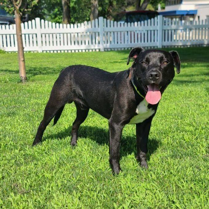 Roman - $25 adoption fee until April 8, an adopted Black Labrador Retriever & Pit Bull Terrier Mix in Waterloo, IA_image-1