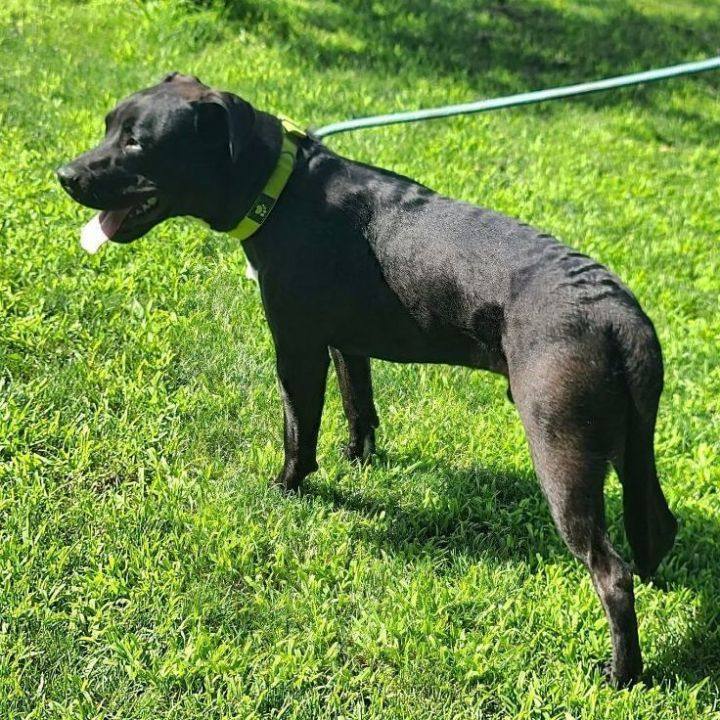 Roman - $25 adoption fee until April 8, an adopted Black Labrador Retriever & Pit Bull Terrier Mix in Waterloo, IA_image-2