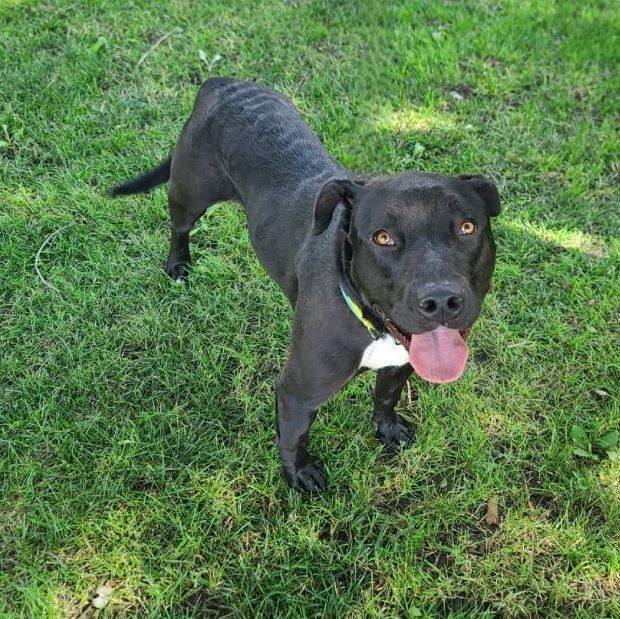 Roman - $25 adoption fee until April 8, an adopted Black Labrador Retriever & Pit Bull Terrier Mix in Waterloo, IA_image-3