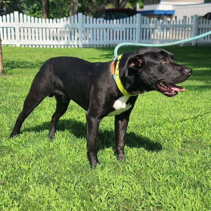 Roman - $25 adoption fee until April 8, an adopted Black Labrador Retriever & Pit Bull Terrier Mix in Waterloo, IA_image-6