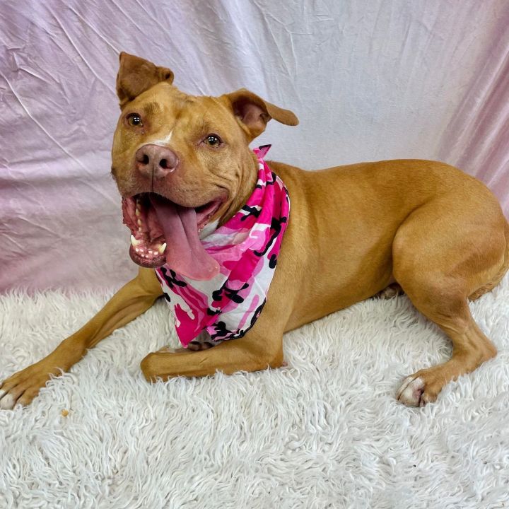 Vulpix - $25 “Change Their Luck” adoption fee until March 31, an adoptable Pit Bull Terrier in Waterloo, IA_image-3