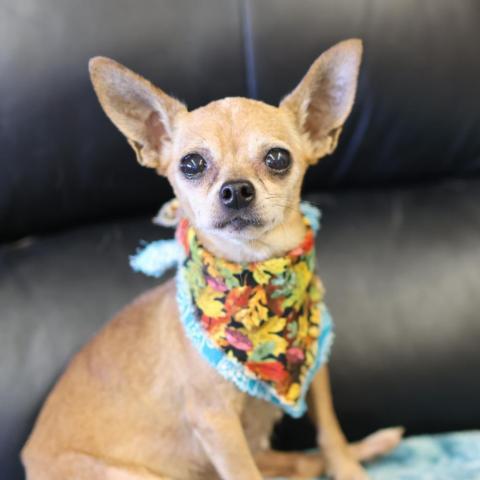 Millie, an adoptable Chihuahua in Fresno, CA_image-1