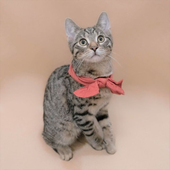 Marlon, an adopted Domestic Short Hair in Rochester, NY_image-1