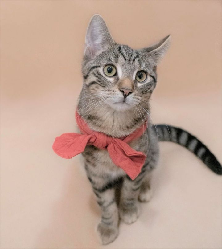 Marlon, an adopted Domestic Short Hair in Rochester, NY_image-2