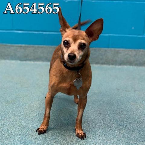 Brownie, an adoptable Chihuahua in San Antonio, TX_image-2