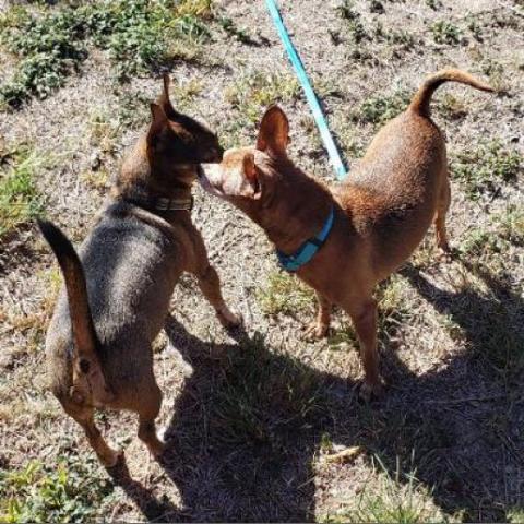 Brownie, an adoptable Chihuahua in San Antonio, TX_image-3