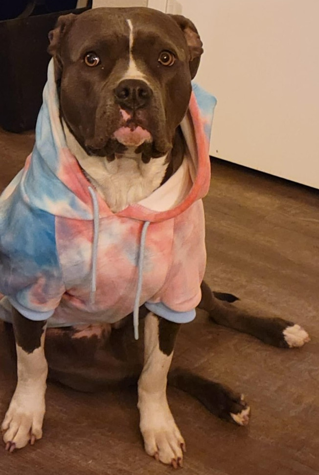 Zarya, an adoptable Pit Bull Terrier in Dallas, TX_image-4