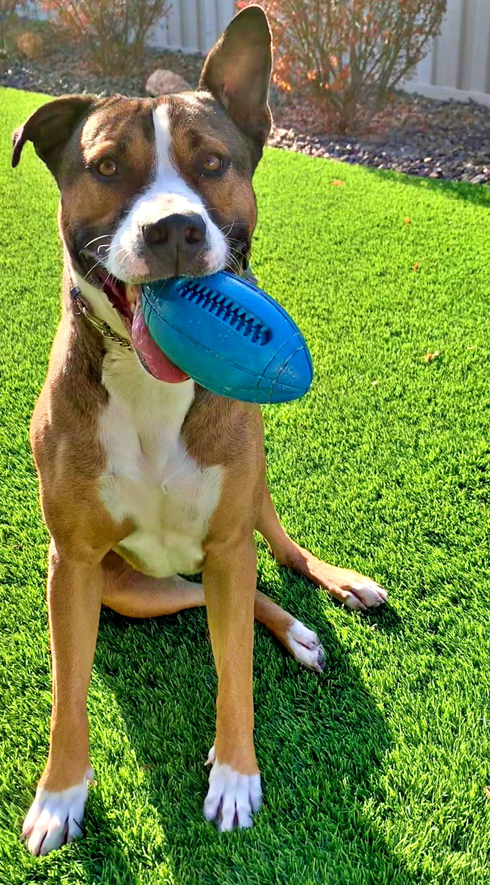 Frankie - (Adoption Sponsored), an adoptable Staffordshire Bull Terrier in Emmett, ID, 83617 | Photo Image 3