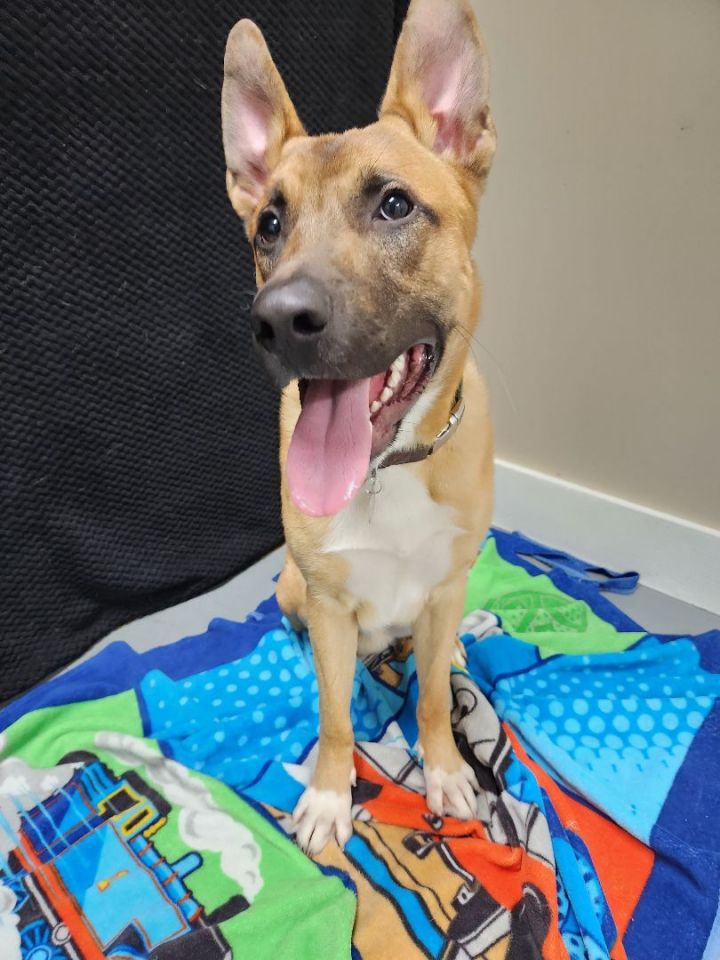 Dog for adoption Dukes of Hazzard, a Shepherd Mix in Hawk Point, MO